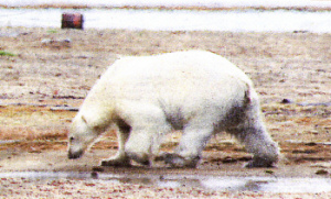The Rape Of The Artic